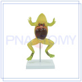 PNT-0820 enlarged realistic frog model